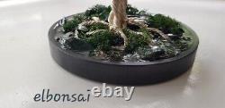 Fil Bonsai Arbre Lonely Arbre Art De Haute Qualité